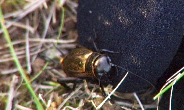 Expériences simples sur la communication du Grillon champêtre - 5mn 38s 
